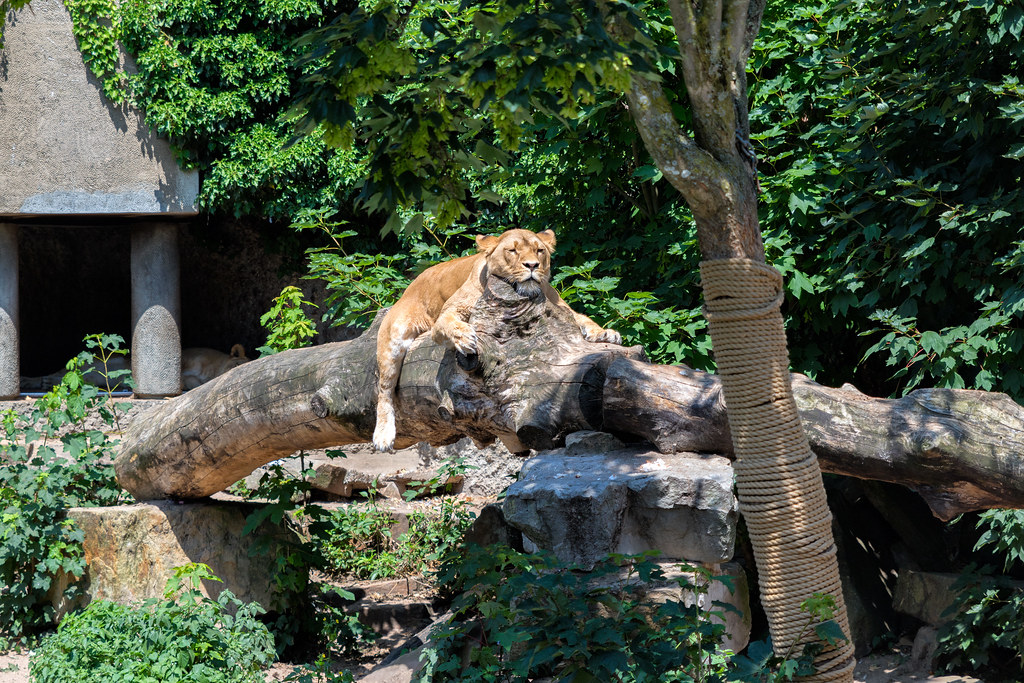 Artis Royal Zoo