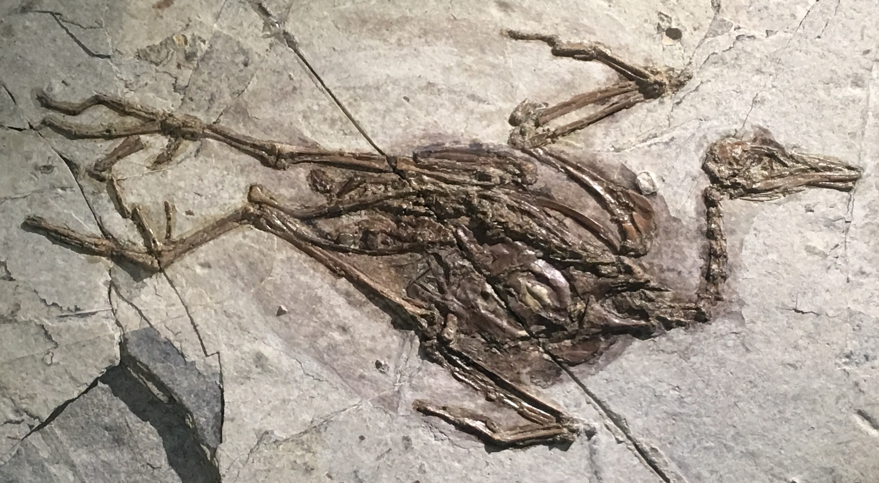 Beijing Natural History Museum