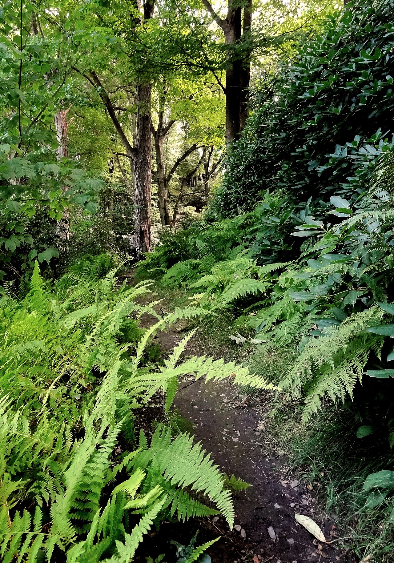 Mount Auburn Cemetery
