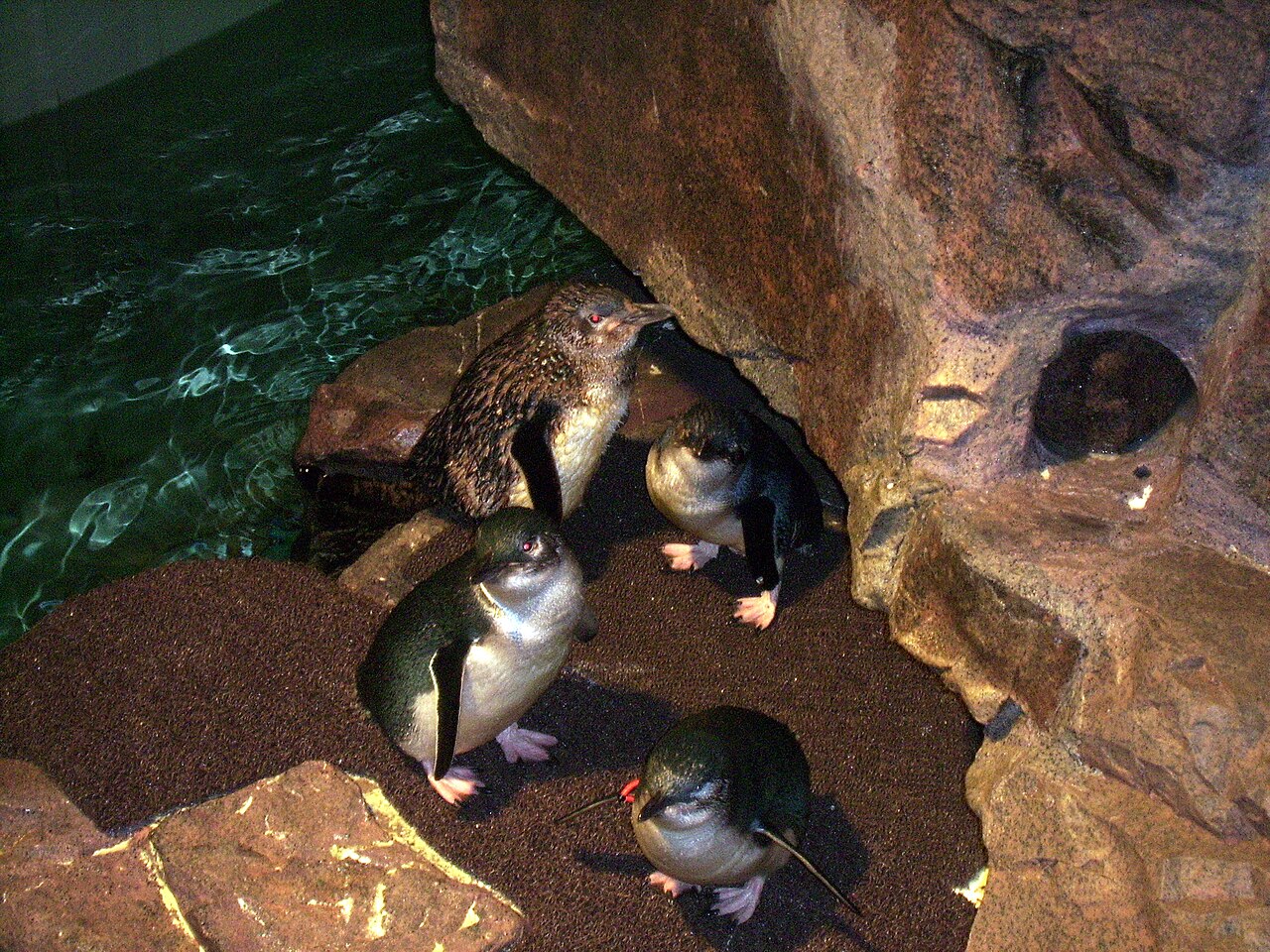 New England Aquarium