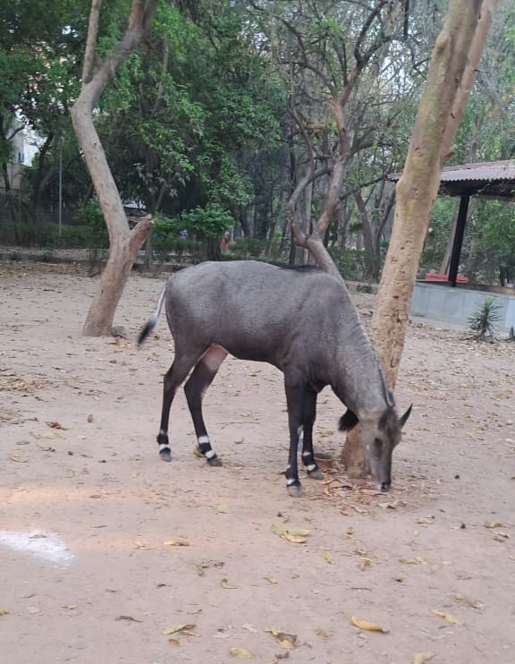 Sanjay Van
