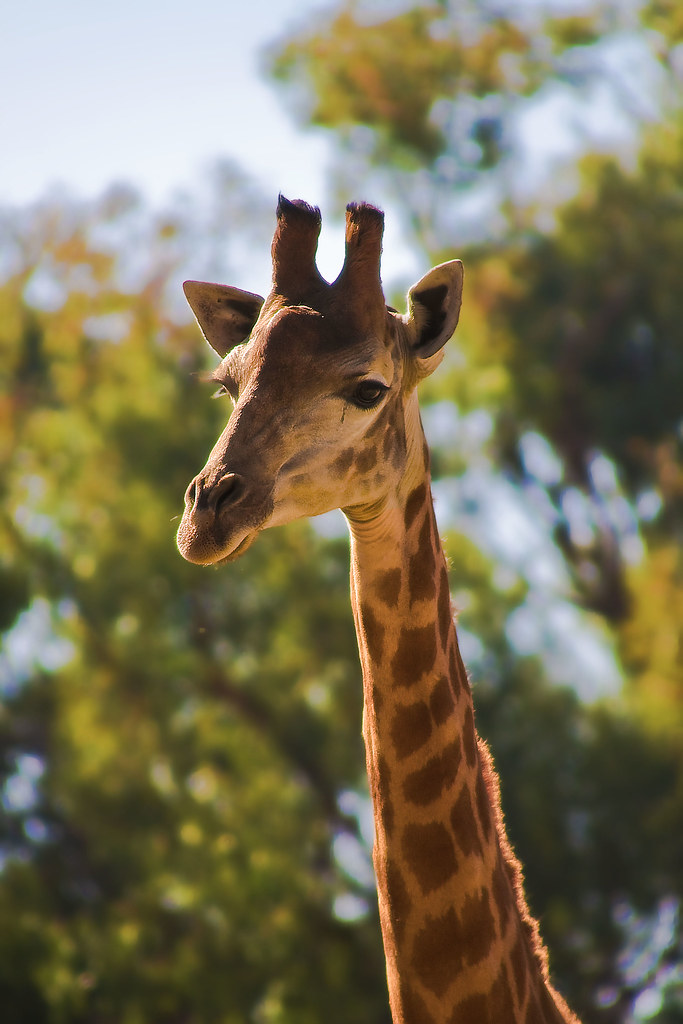 Johannesburg Zoo