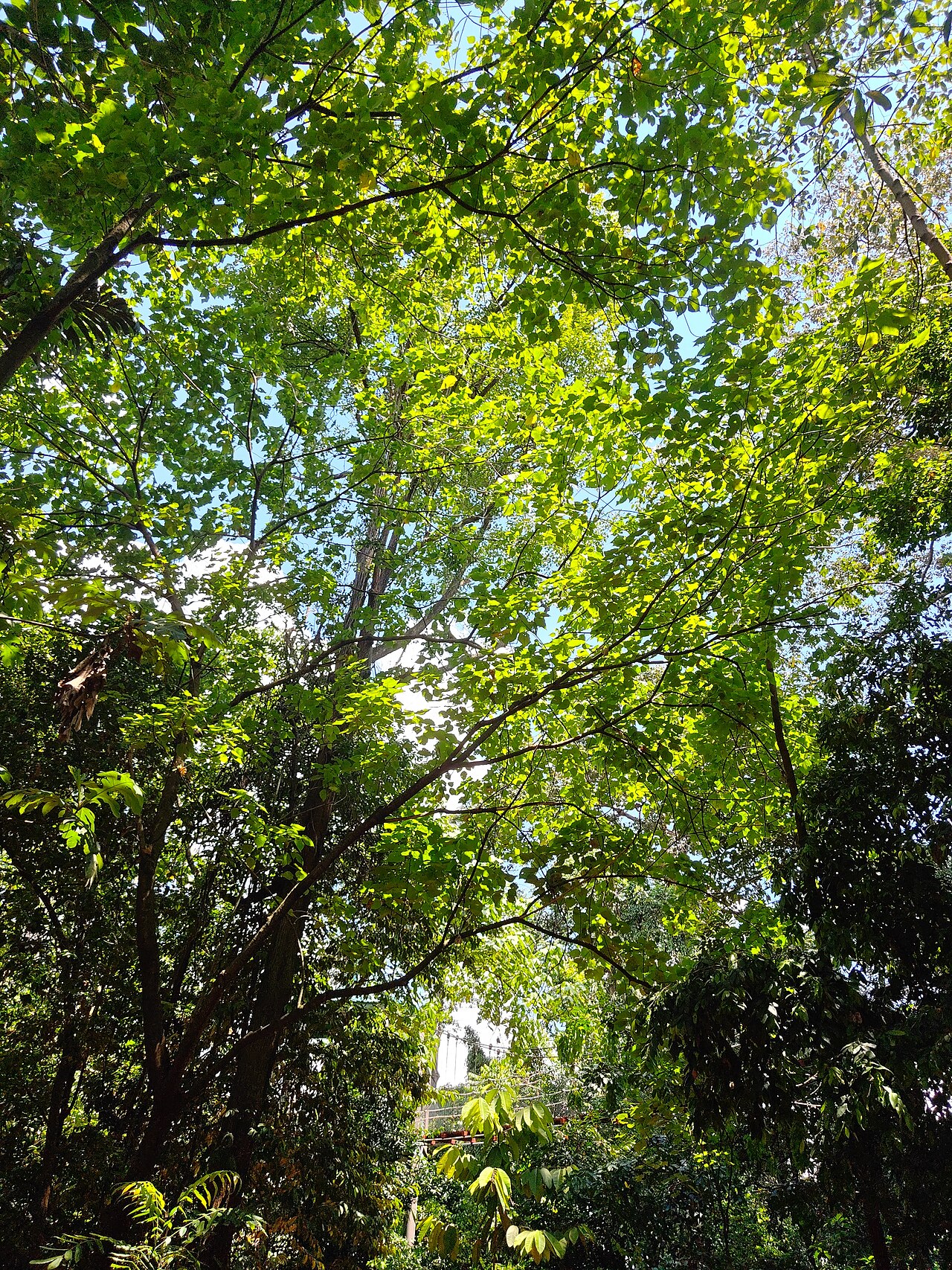 Bukit Nanas Forest Reserve