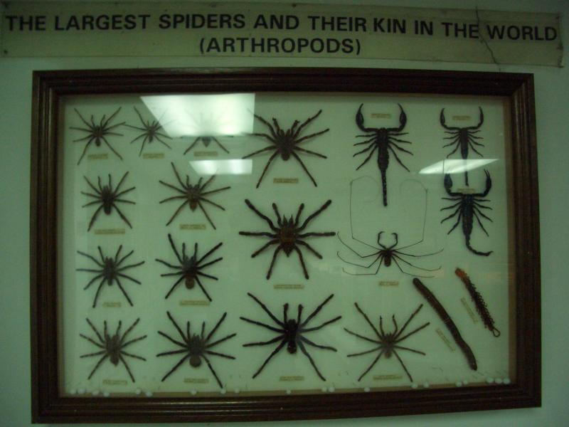 Kuala Lumpur Bird Park (KL Bird Park)