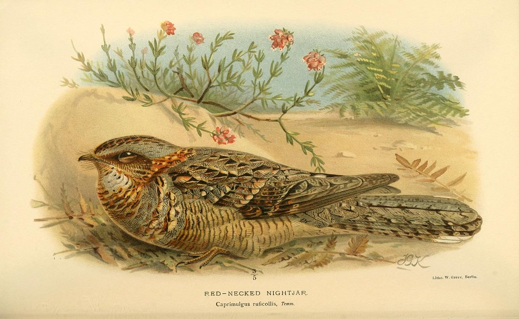 Nightjar