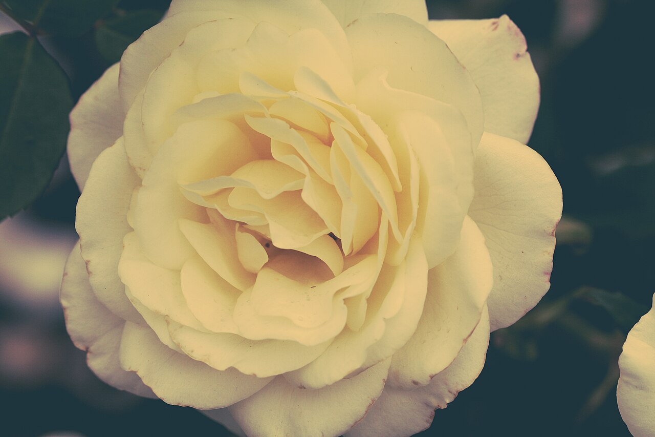Exposition Park Rose Garden