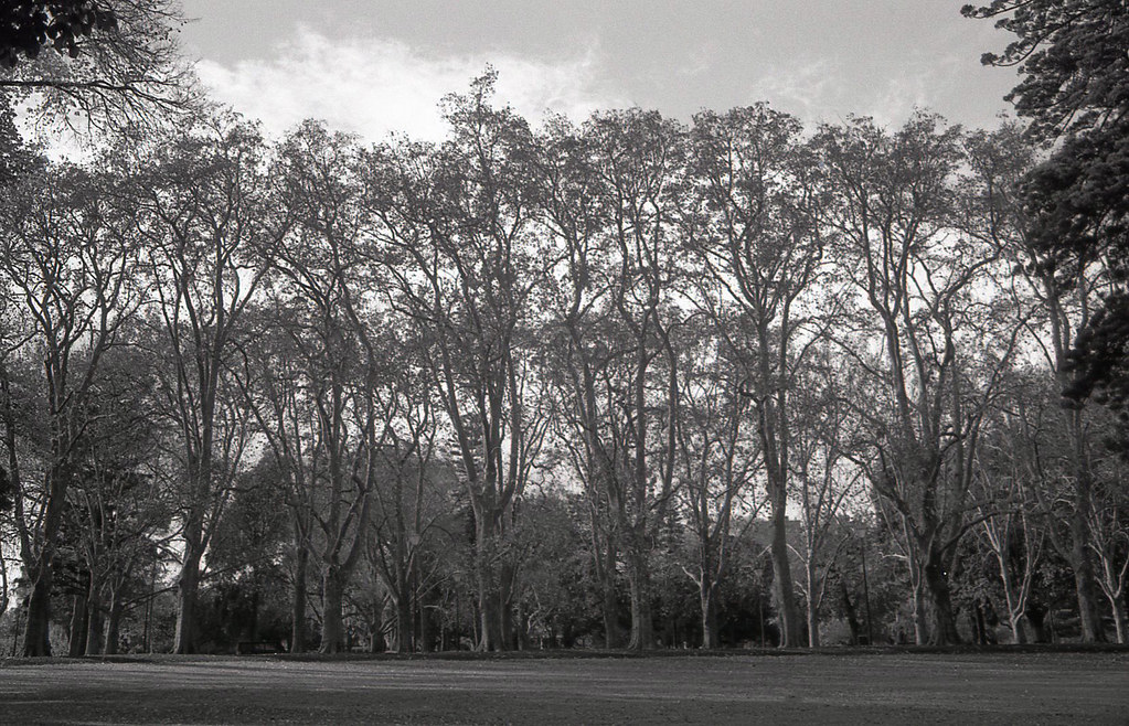Carlton Gardens