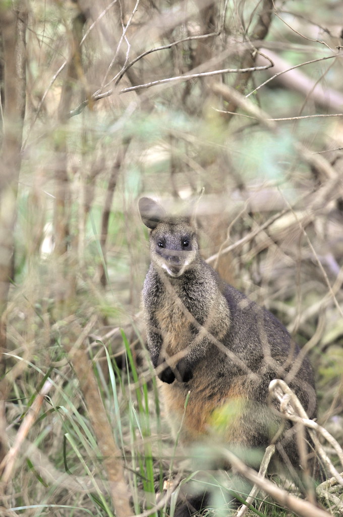 Dandenong Ranges National Park