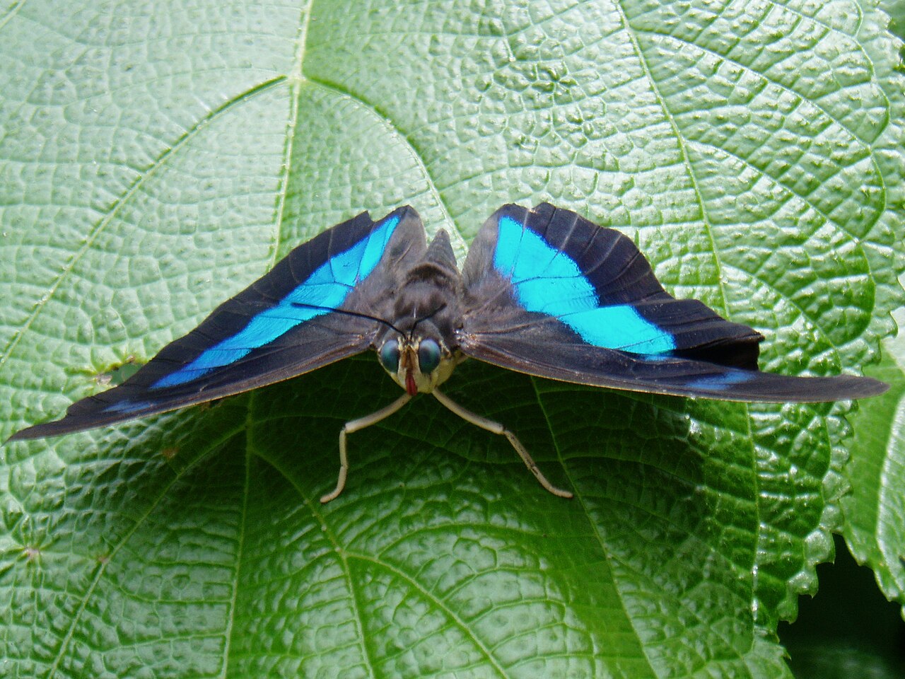 Butterfly World