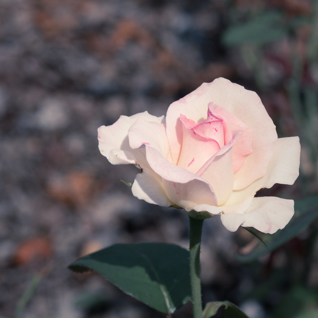 Lyndale Park & Rose Garden