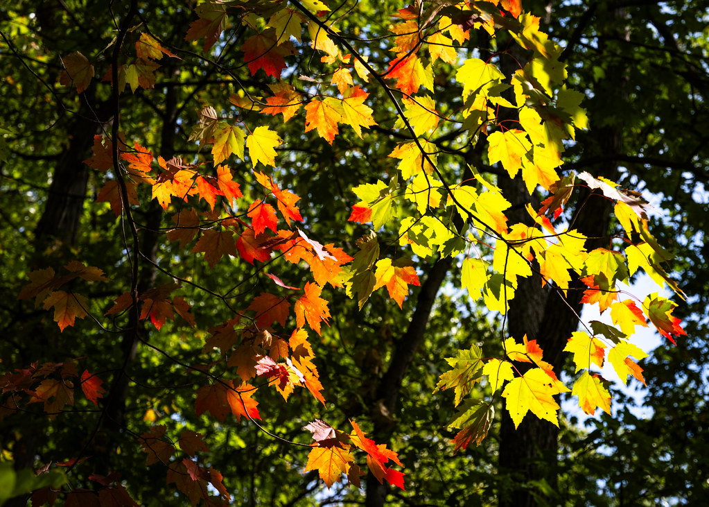 Theodore Wirth Regional Park