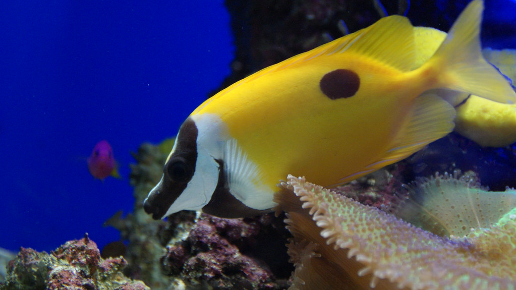 Oceanographic Museum of Monaco