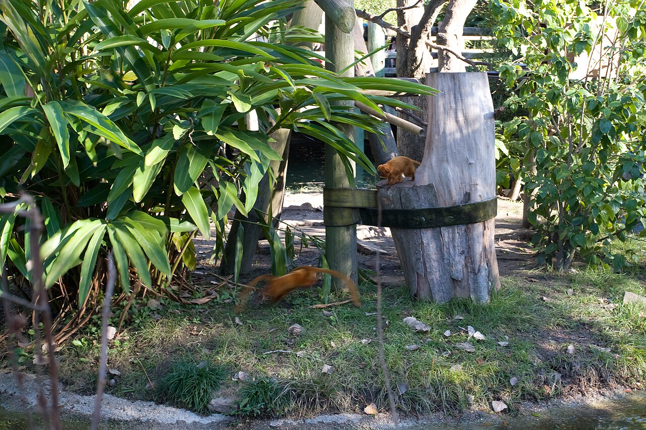 Audubon Zoo