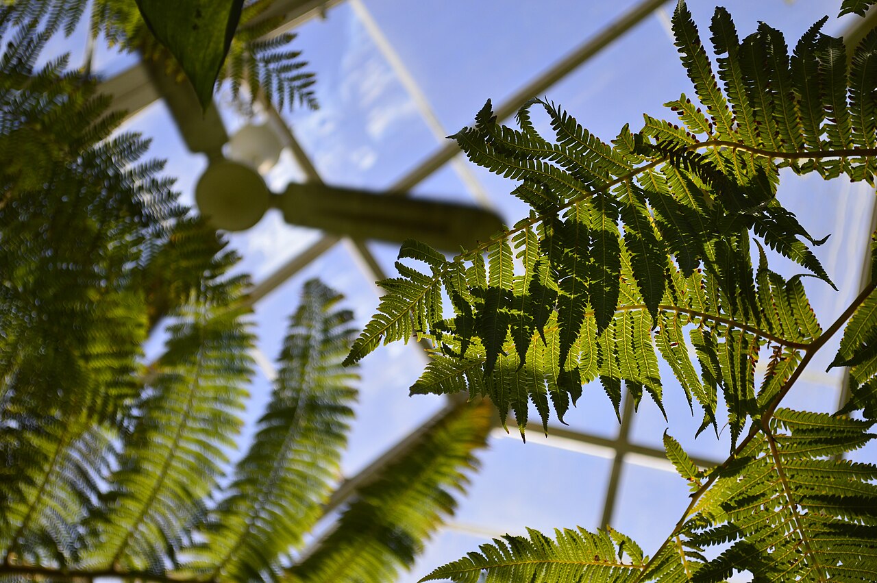 New York Botanical Garden