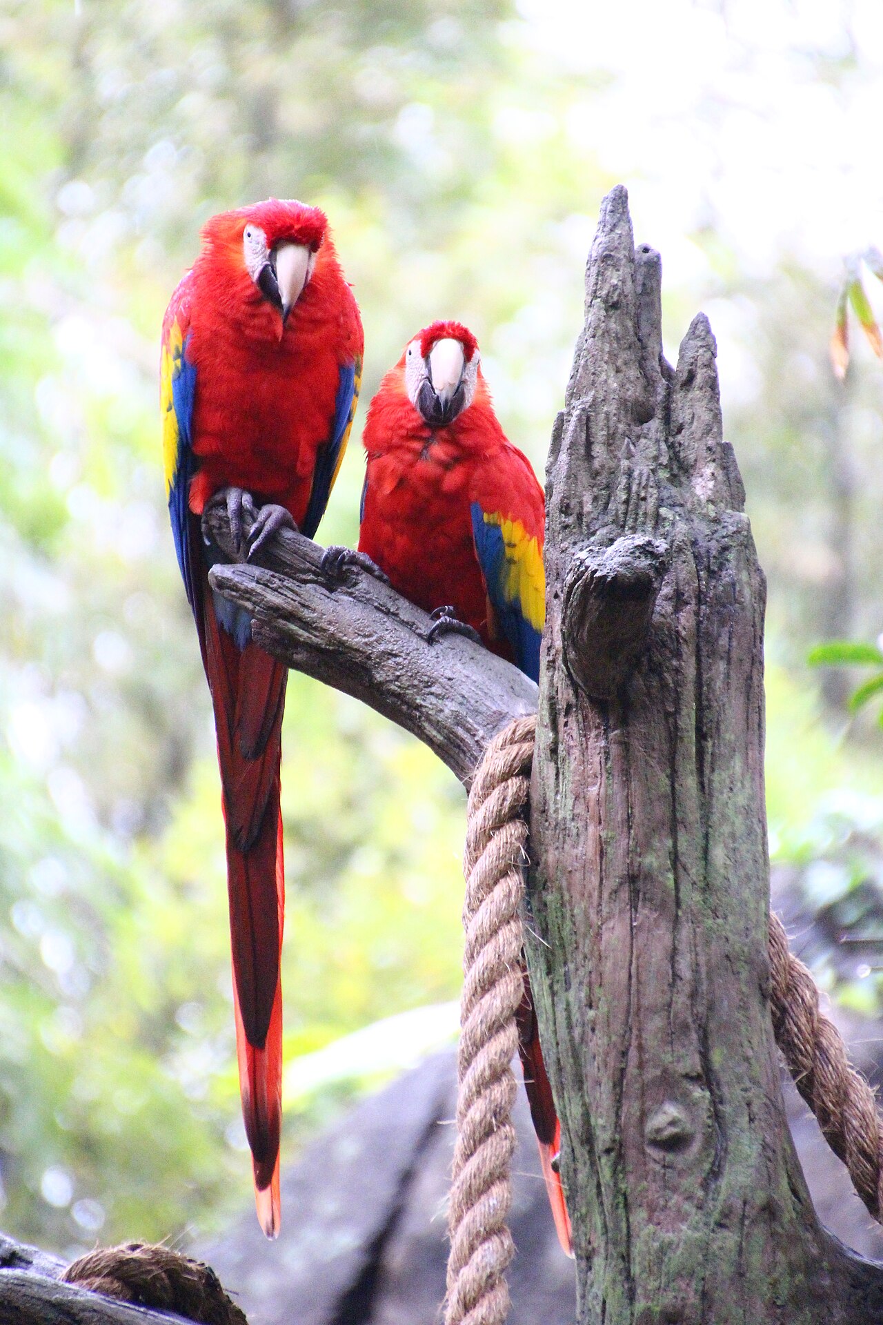 Disney's Animal Kingdom