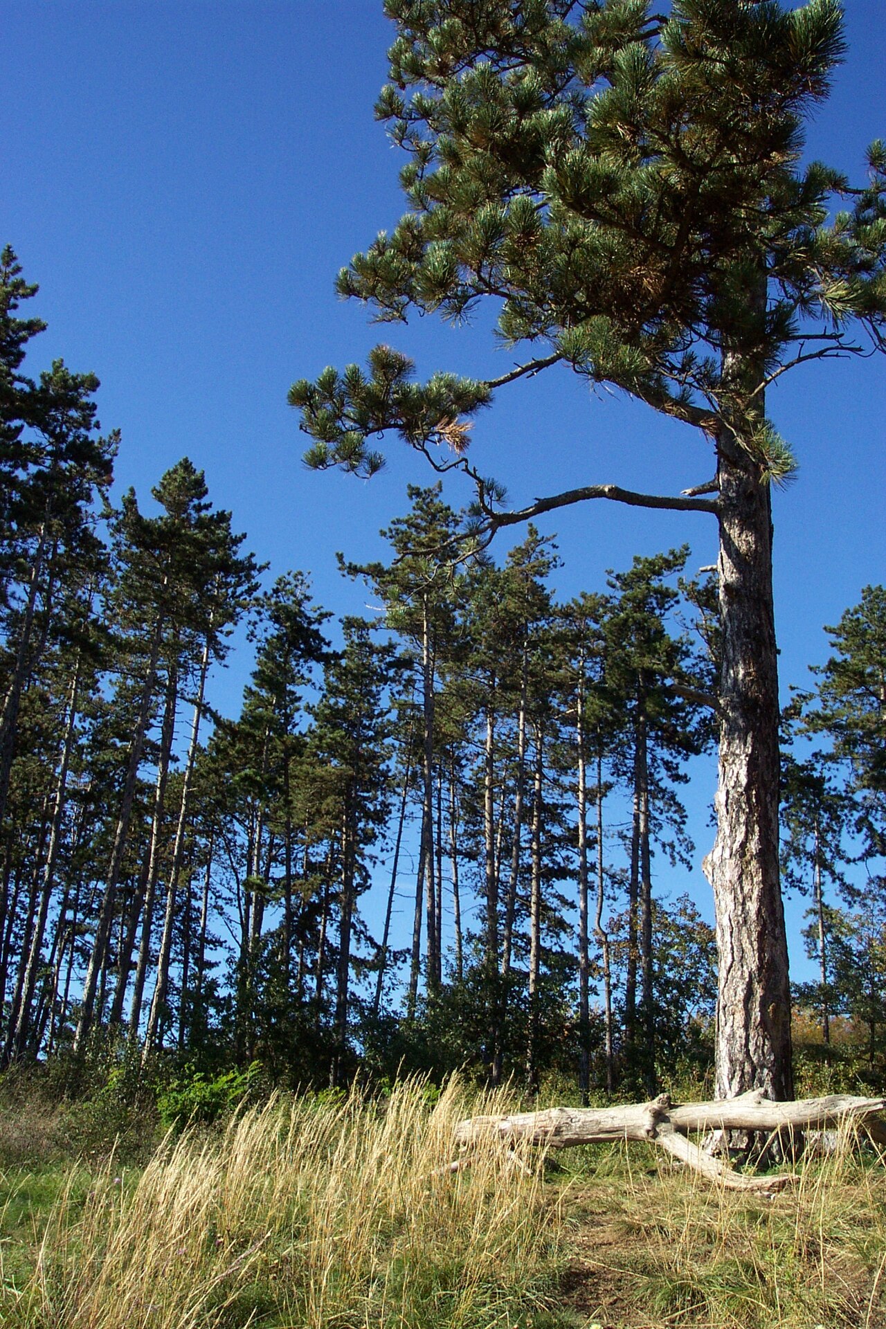 Prokopské údolí (Prokop Valley)