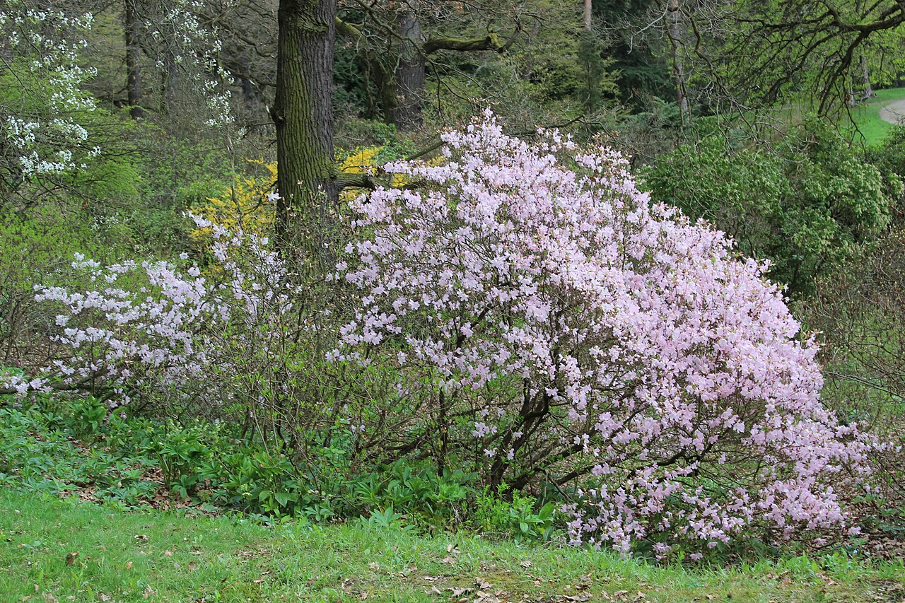 Průhonice Park