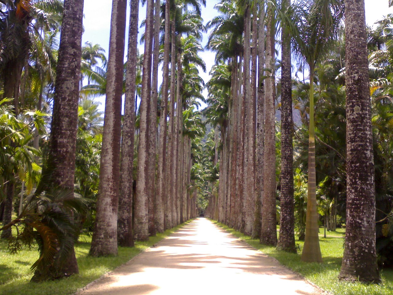 Rio Botanical Garden (Jardim Botânico)