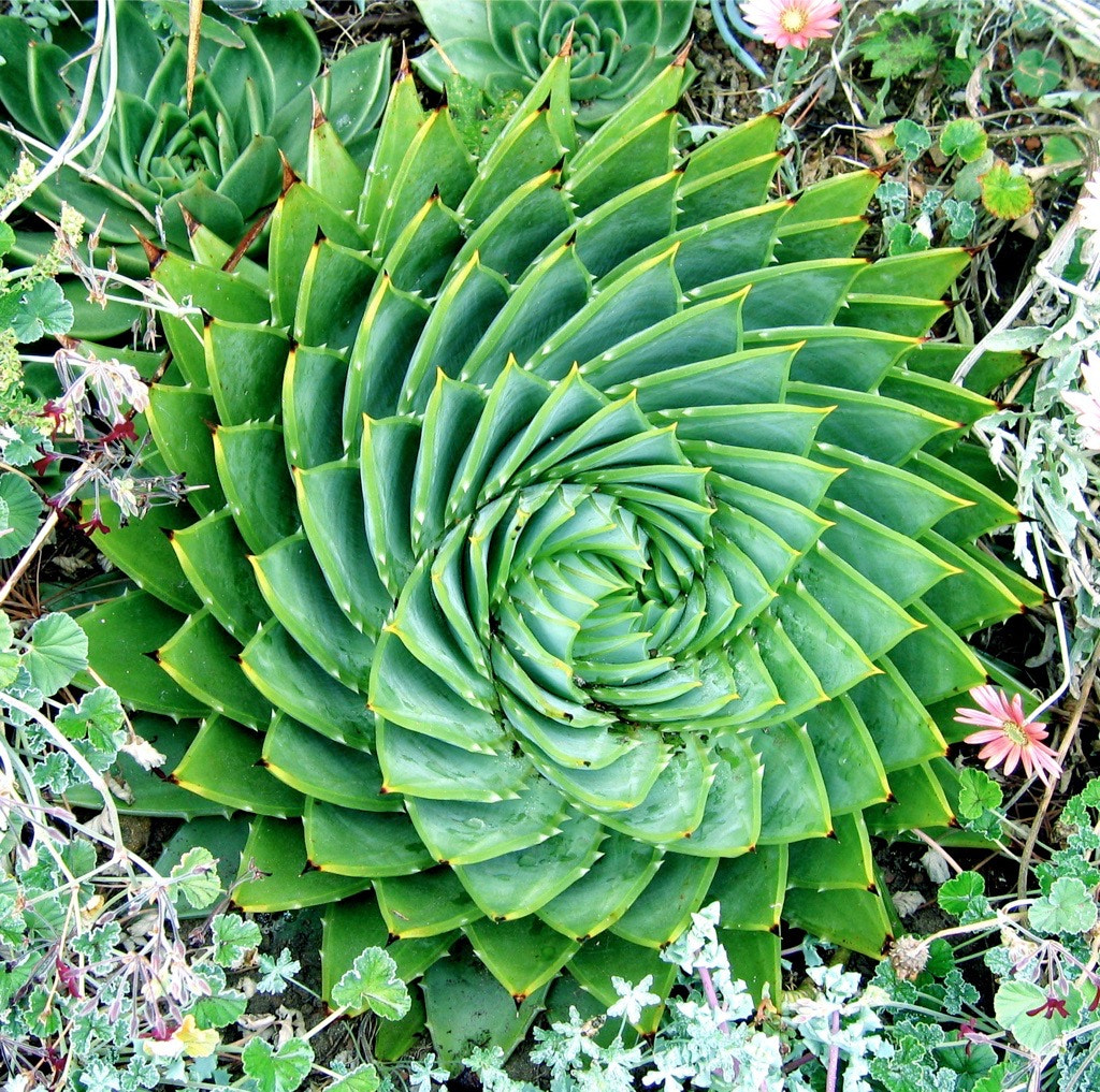Golden Gate Park