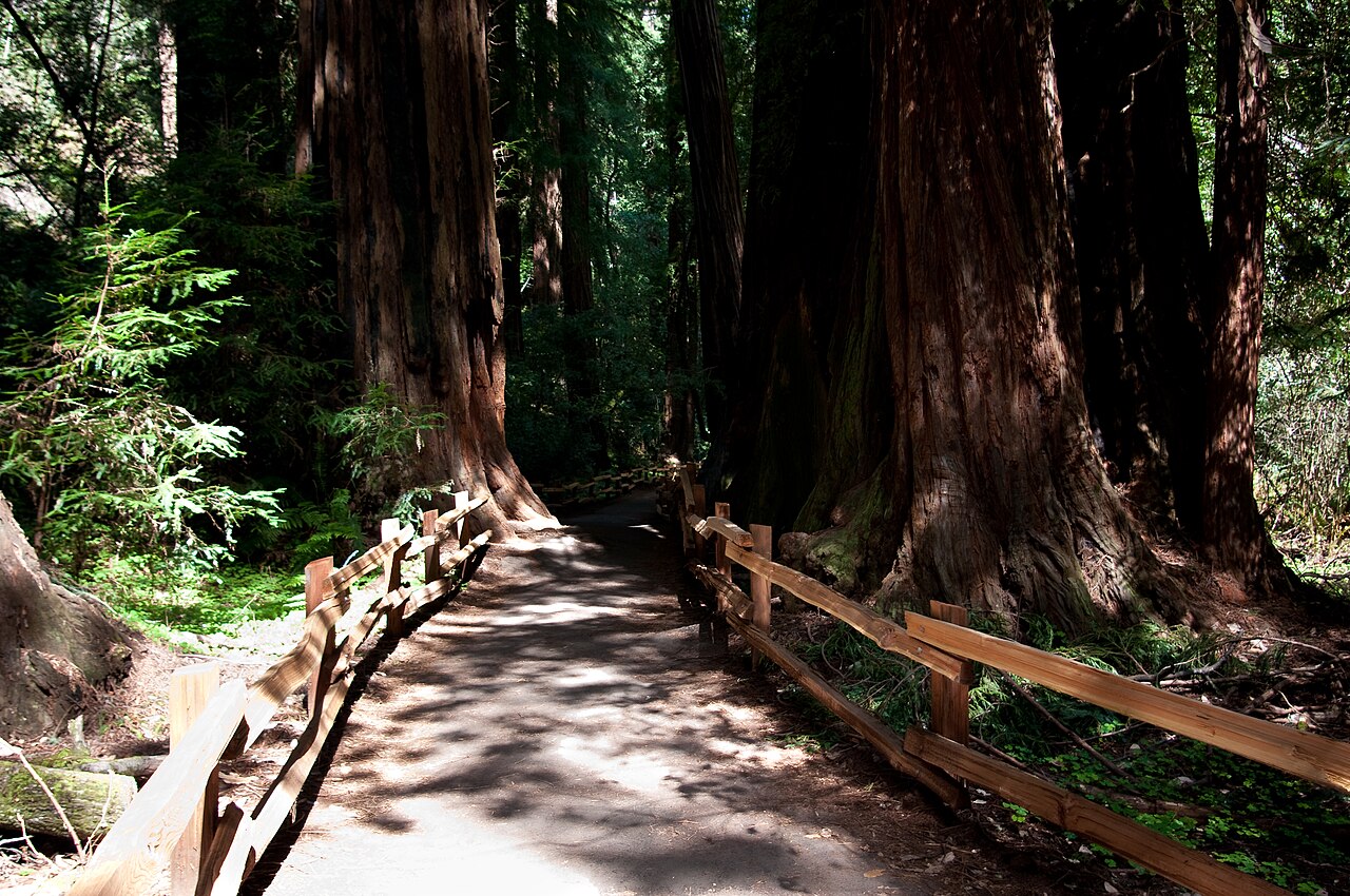 Muir Woods National Monument