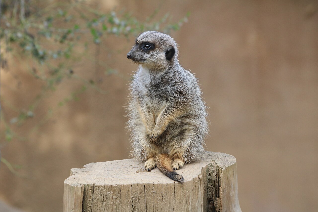 Happy Hollow Park & Zoo