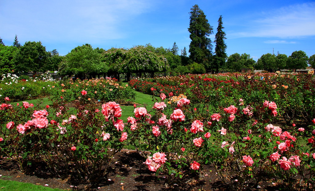 San Jose Municipal Rose Garden