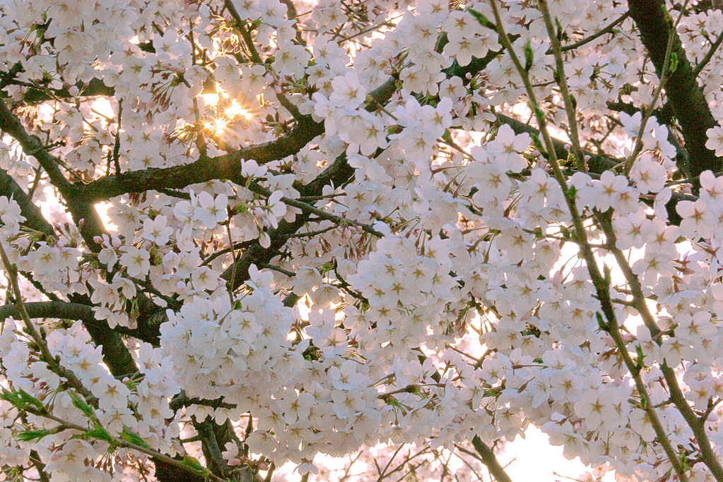 Seoul Forest