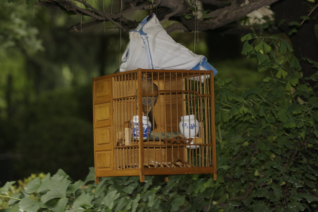 The Nest