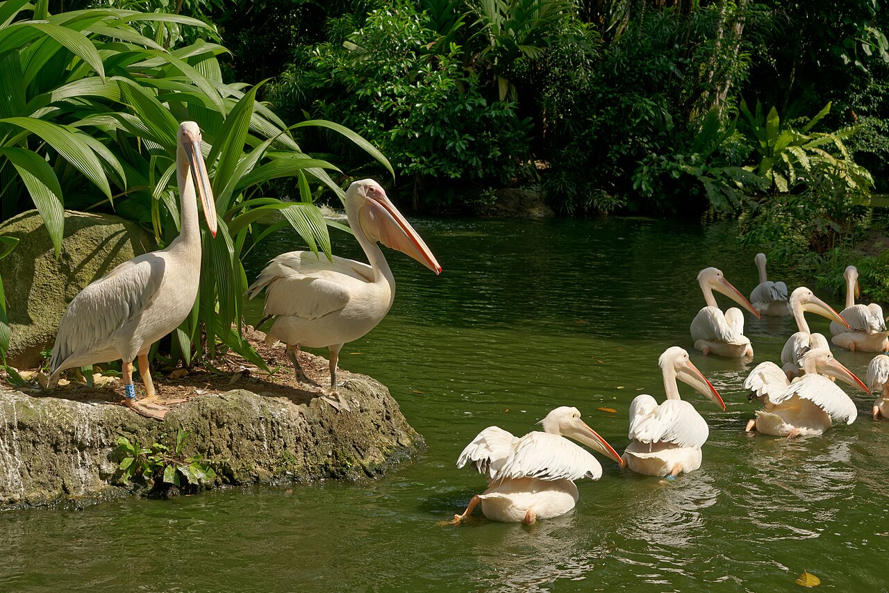 Singapore Zoo