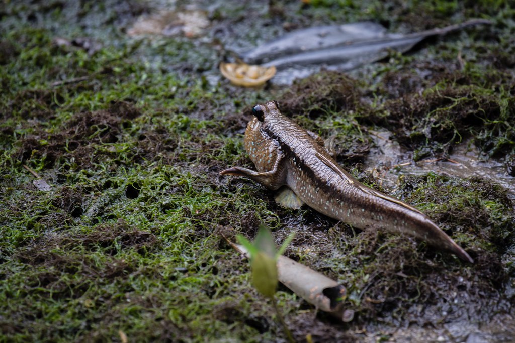 Sungei Buloh Wetland Reserve