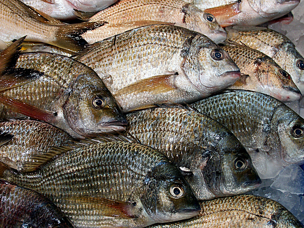 Sydney Fish Market