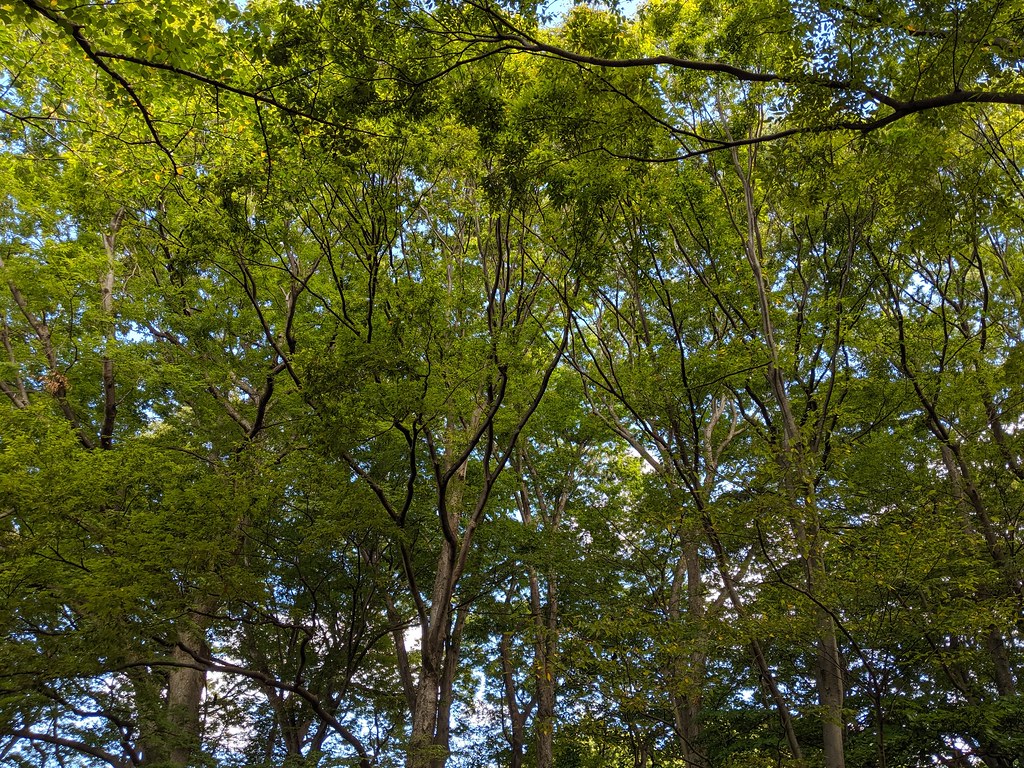 Yoyogi Park (代々木公園)
