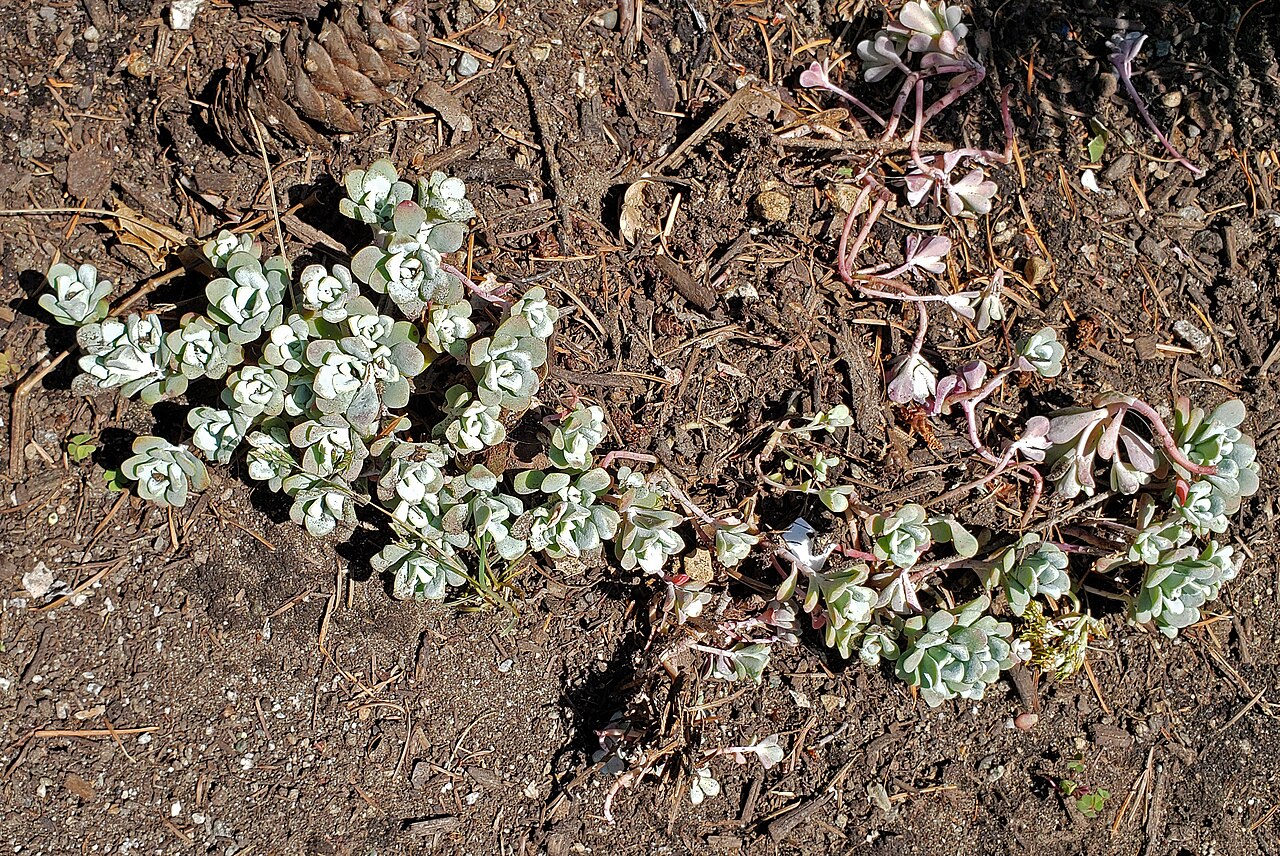 VanDusen Botanical Garden